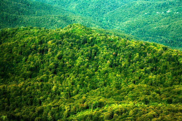Zöld erdőben hill háttér — Stock Fotó