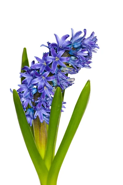 Синие гиацинтовые цветы на белом — стоковое фото