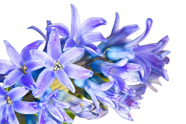 Макро из голубых гиацинтовых цветов — стоковое фото