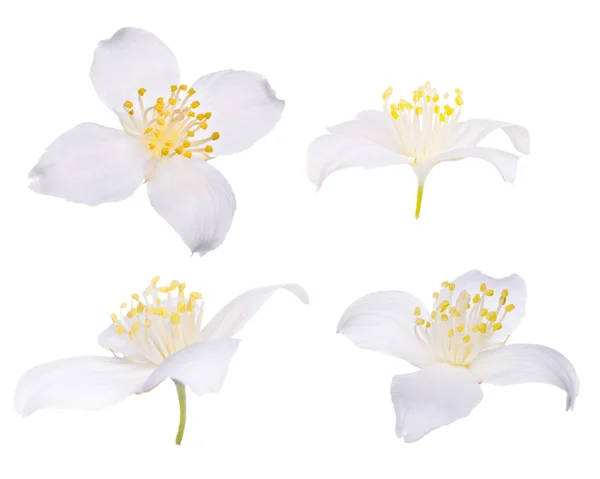 Quatro flores de jasmim isoladas em branco — Fotografia de Stock