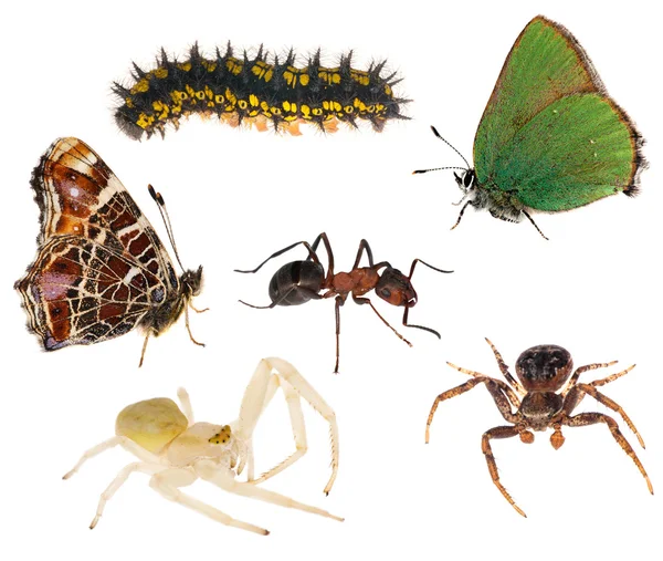 Grupp av insekter som isolerad på vit — Stockfoto