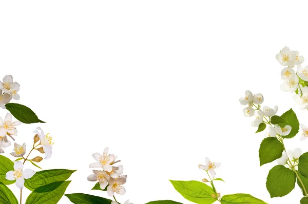 Jasmin flores meia moldura em branco — Fotografia de Stock