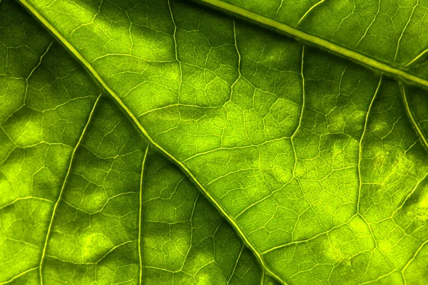 Background of dark green leaf — Stock Photo, Image