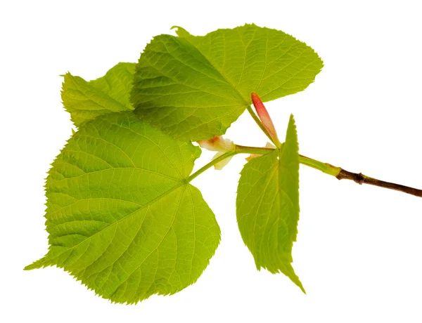 Nuove foglie di tiglio verde — Foto Stock