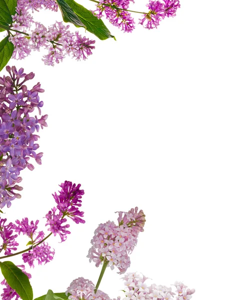 Mezza cornice di fiori lilla chiaro su bianco — Foto Stock