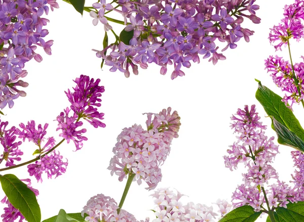 Isolated lilac branches — Stock Photo, Image