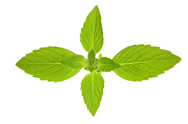 Isolated green mint leaves — Stock Photo, Image