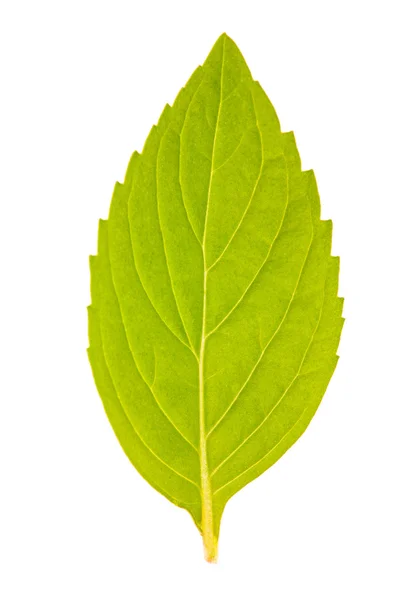하나의 고립 된 민트 잎 — 스톡 사진