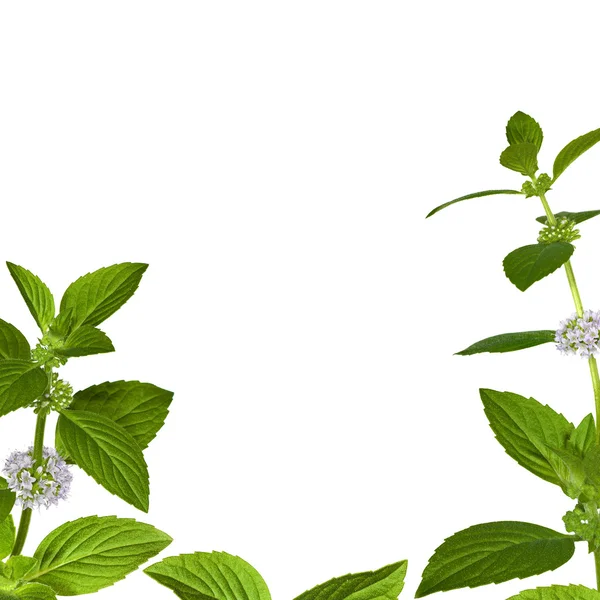 Grön mynta blad ram på vit — Stockfoto