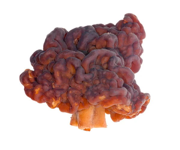 Седловидный грибок, выделенный на белом — стоковое фото
