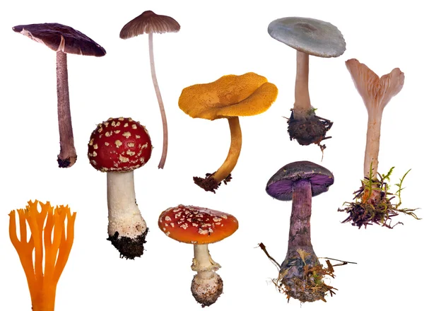 Uppsättning av olika svampar på vit — Stockfoto