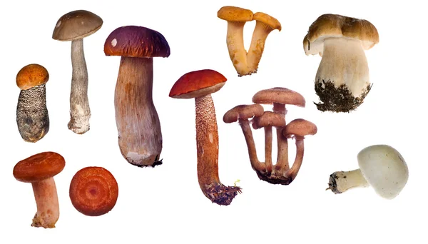 Reihe essbarer Pilze — Stockfoto