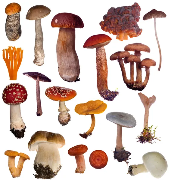 Большая коллекция грибов изолирована на белом — стоковое фото
