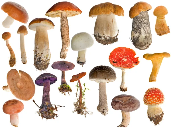 Kolekce devatenáct houby izolované na bílém — Stock fotografie