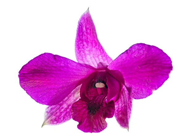 stock image Single purple orchide flower