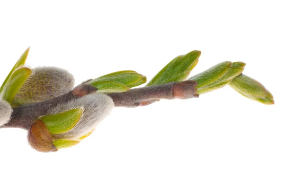 Floare de păsărică-salcie și muguri verzi — Fotografie, imagine de stoc