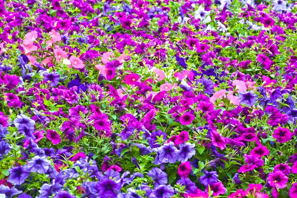 Violet pétunia fleurs fond — Photo