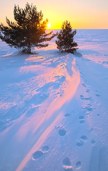 Pôr do sol com dois pinheiros e passos na neve — Fotografia de Stock