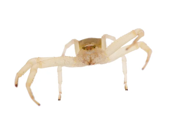 Aranha pequena leve isolada no branco — Fotografia de Stock