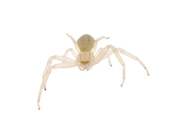 Küçük hafif izole örümcek — Stok fotoğraf