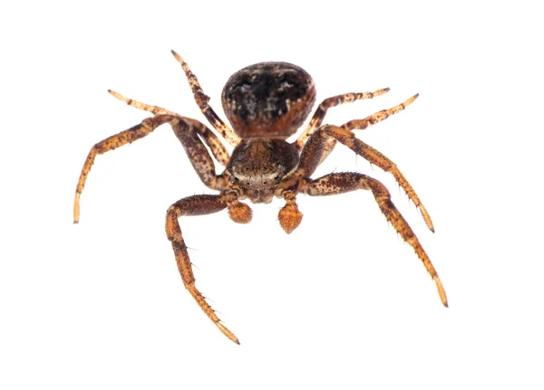 Araignée isolée noire et marron — Photo