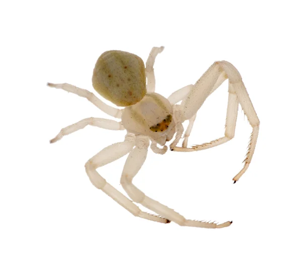 Изолированный светлый паук — стоковое фото