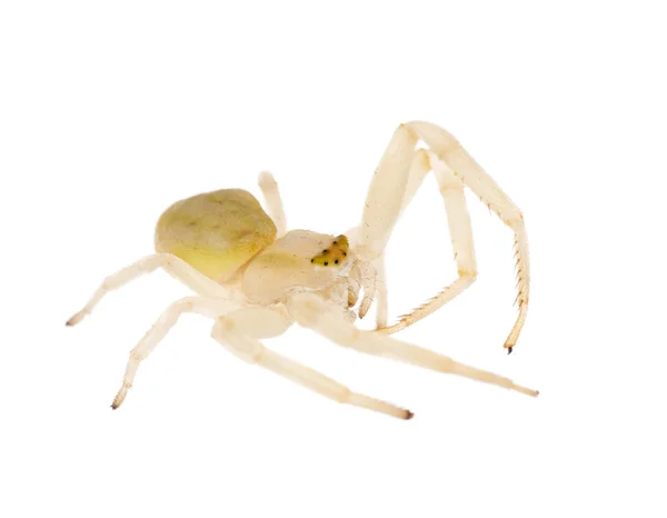 Açık renk üzerine beyaz izole örümcek — Stok fotoğraf