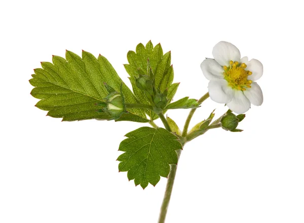 Isolated strawberry branch with flowers — Stock Photo, Image