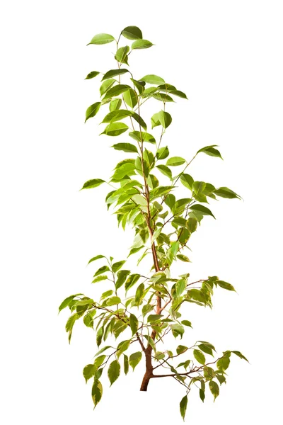 stock image Small isolated green tree