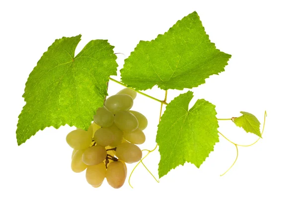 Green vine with grepes on white — Stock Photo, Image