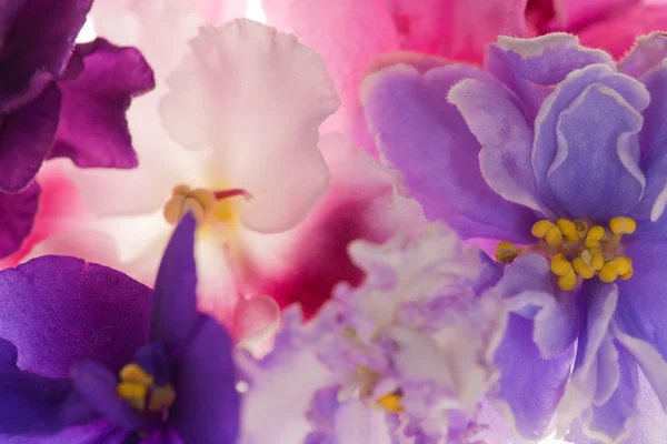 배경 과 보라색 꽃들 — 스톡 사진