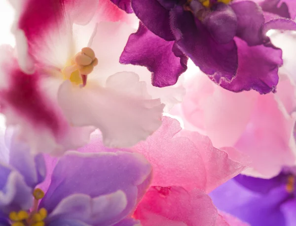 Fundo com violetas rosa — Fotografia de Stock