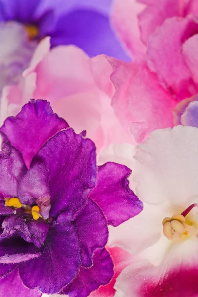 Background with pink violet flowers — Stock Photo, Image