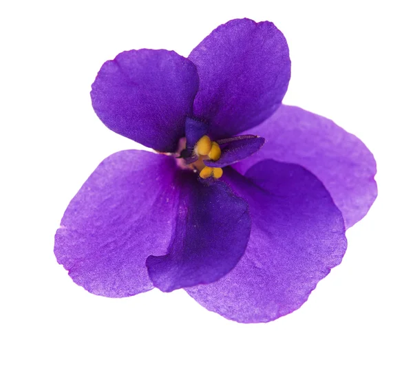 Singola viola isolata semplice — Foto Stock