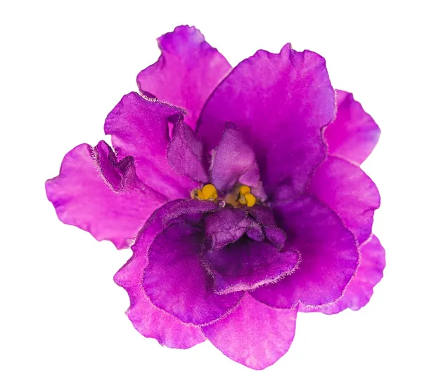 Helder lila enkele geïsoleerde violet bloem — Stockfoto