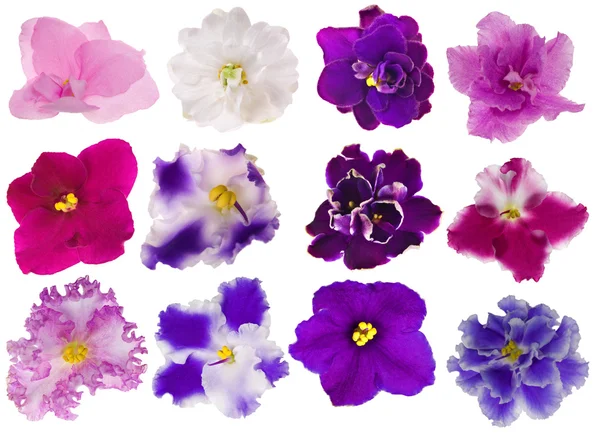 Ensemble de douze violettes isolées — Photo