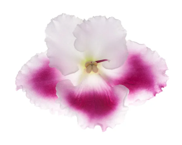 Fehér és rózsaszín öt szirmok lila — Stock Fotó