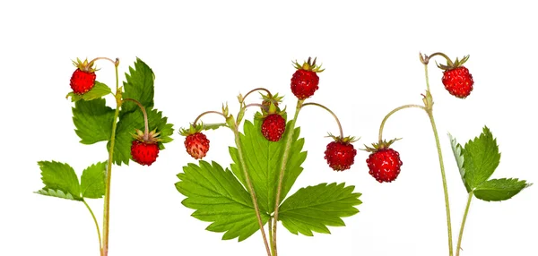 Wild strawberry collection — Stock Photo, Image