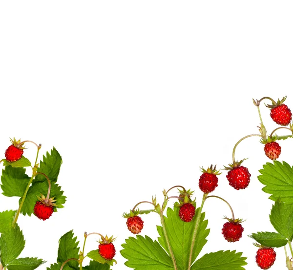 Căpșuni sălbatice cu frunze jumătate cadru — Fotografie, imagine de stoc