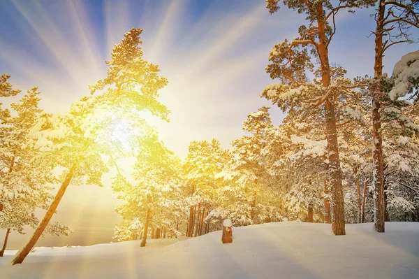 Strahlende Sonne im schneebedeckten Kiefernwald — Stockfoto
