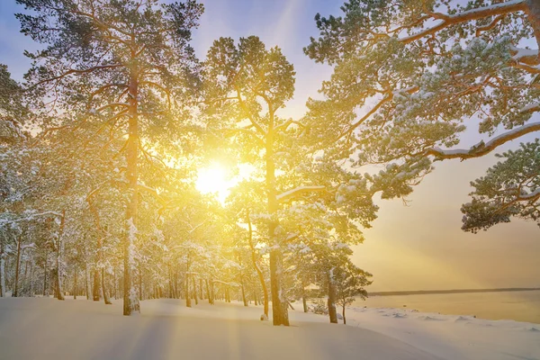 Sol brillante en pinos de invierno — Foto de Stock