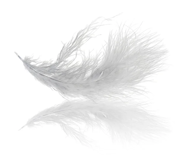 Single fluffy light feather with reflection — Stock Photo, Image
