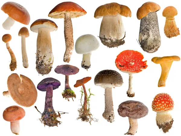 Neunzehn Pilze Sammlung isoliert auf weiß — Stockfoto