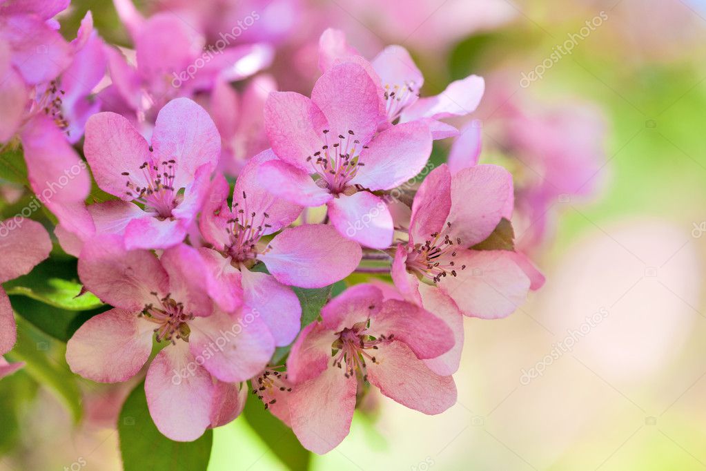 Pink apple tree flowers macro — Stock Photo © Dr.PAS 6784788