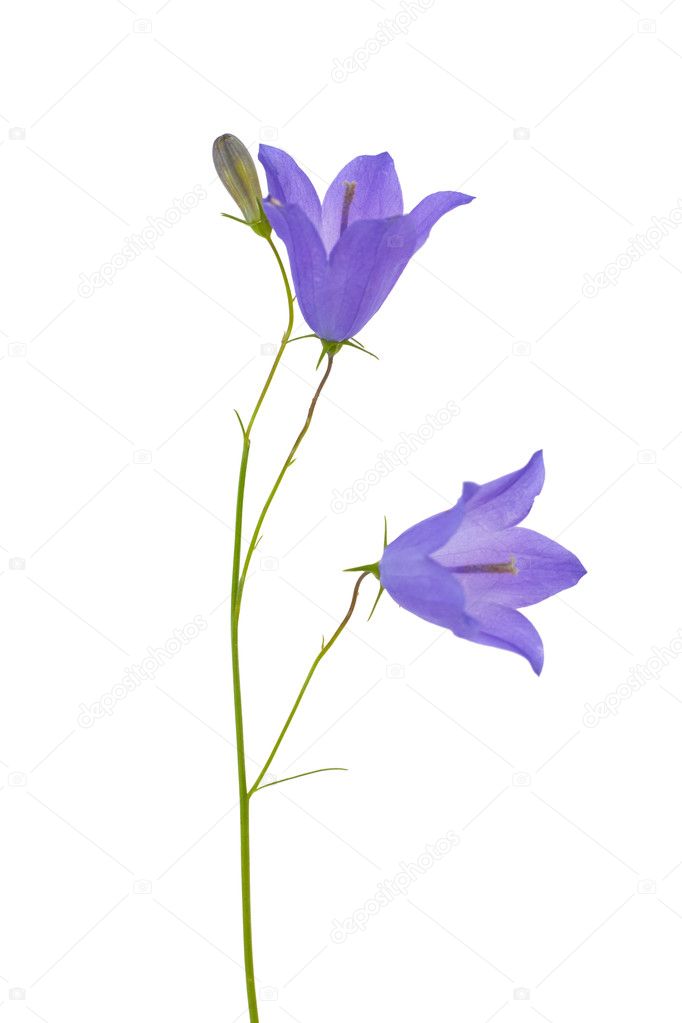 Light lilac isolated bellflower