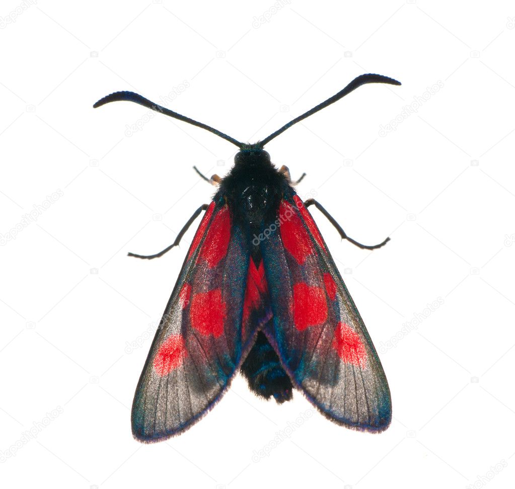 Black and red butterfly isolated on white