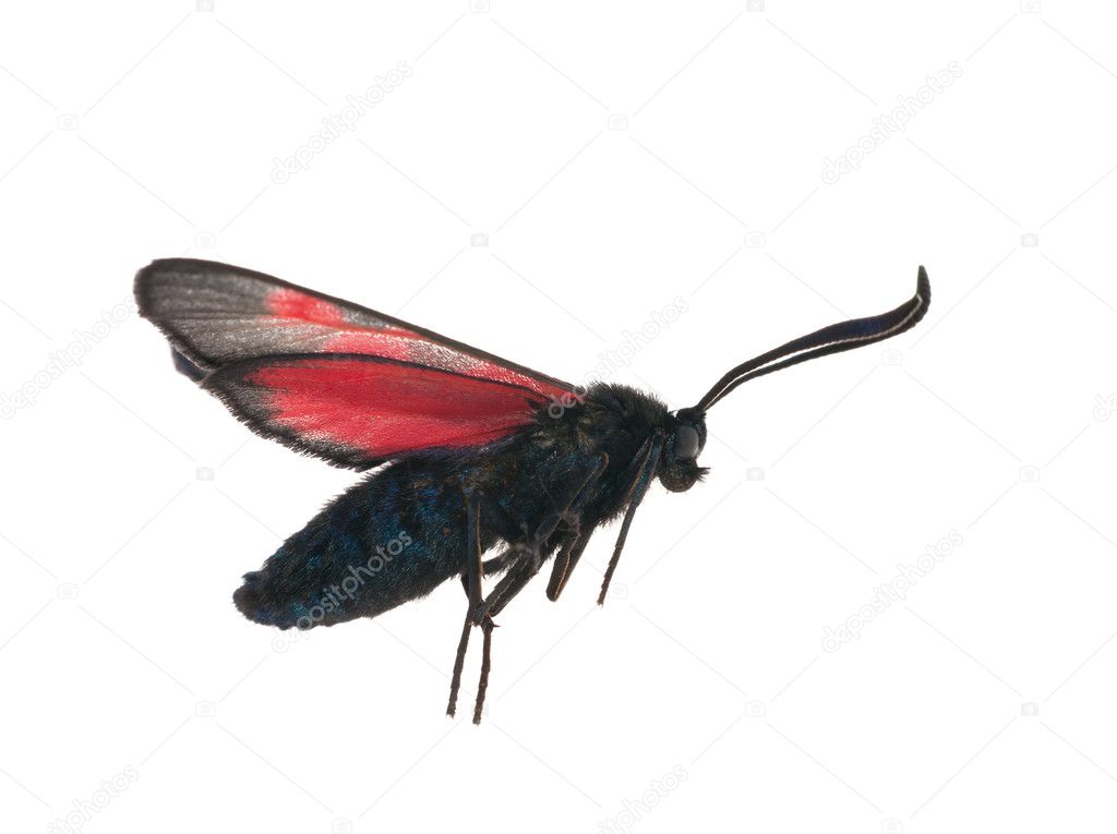 Flying red and black batterfly