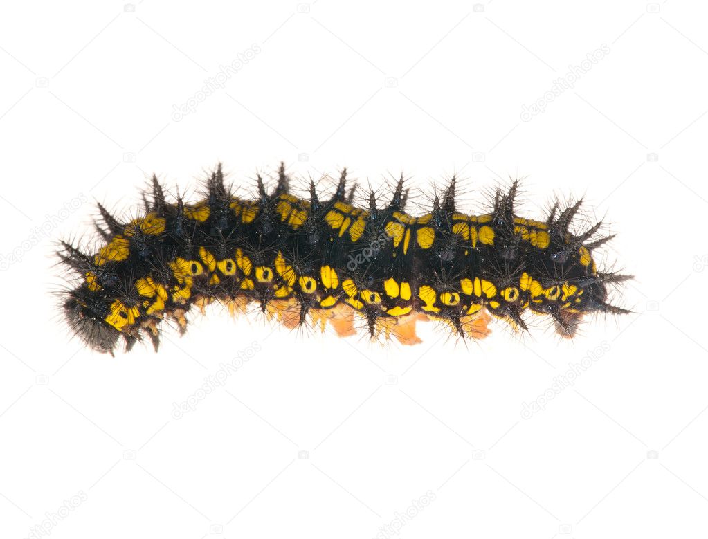 Yellow and black caterpillar isolated on white