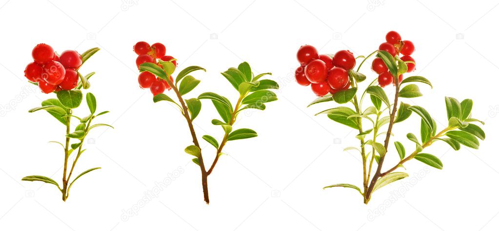 Red cowberries branches collection