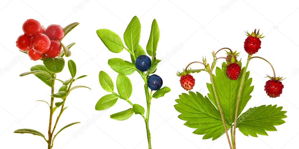 Set of forest berry branches